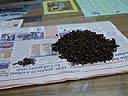 Clove03.JPG