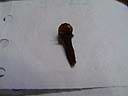 Clove04.JPG