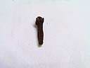Clove05.JPG