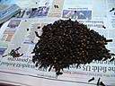 Clove08.JPG